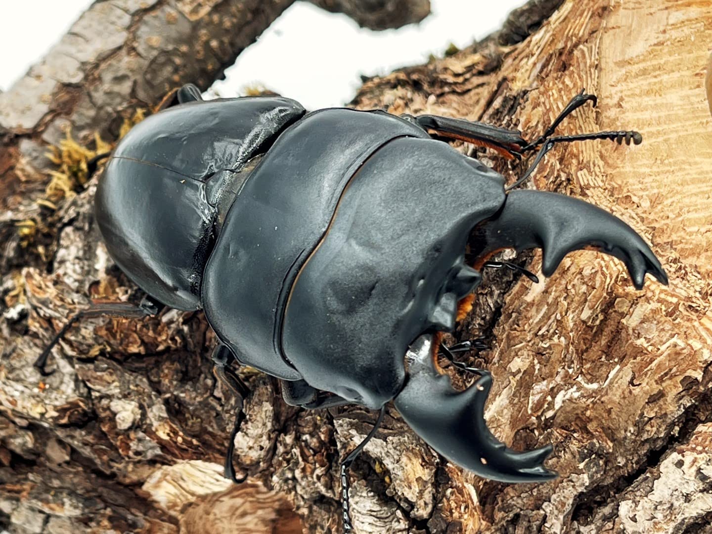 アルキデスヒラタクワガタ　成虫ぺア　配送可能 Amazon | 【BIG HORN】アルキデスヒラタクワガタ 成虫ペア オス 60ミリ